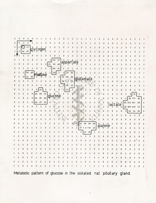 Modello metabolico di glucosio nella ghiandola pituitaria isolata di un ratto
