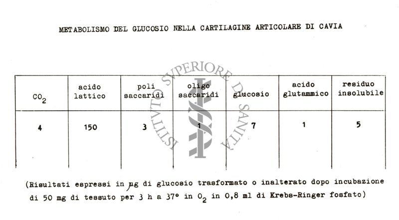 Metabolismo del glucosio nella cartilagine articolare di cavia