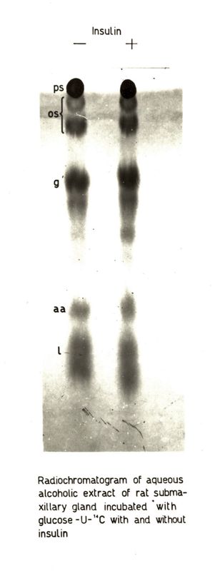 Radiocromatogrammi e mappe bidimensionali di interpretazione