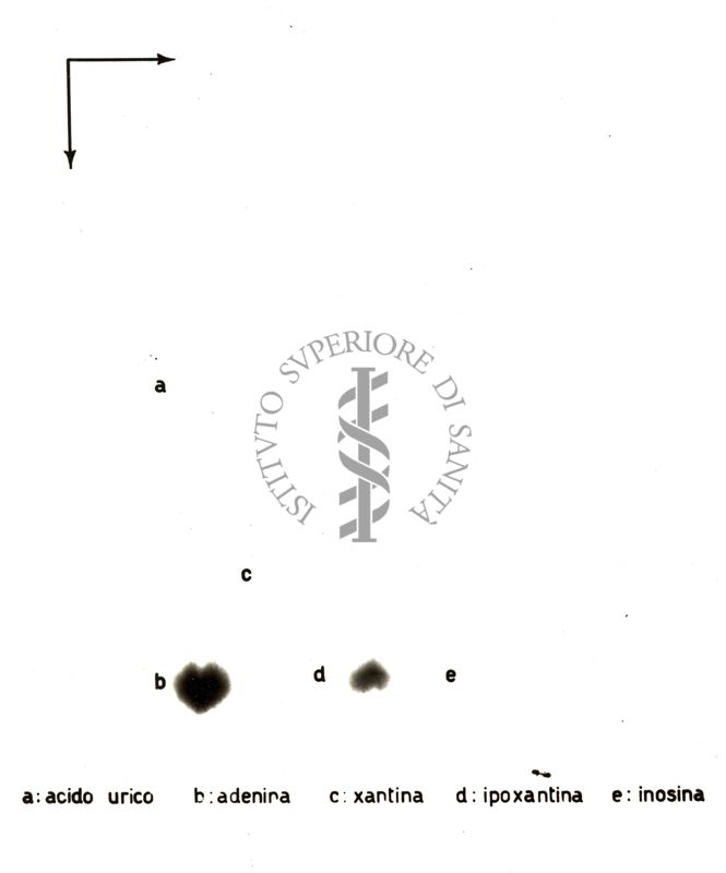 Radiocromatogrammi e mappe bidimensionali di interpretazione