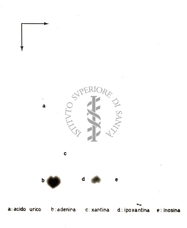 Radiocromatogrammi e mappe bidimensionali di interpretazione