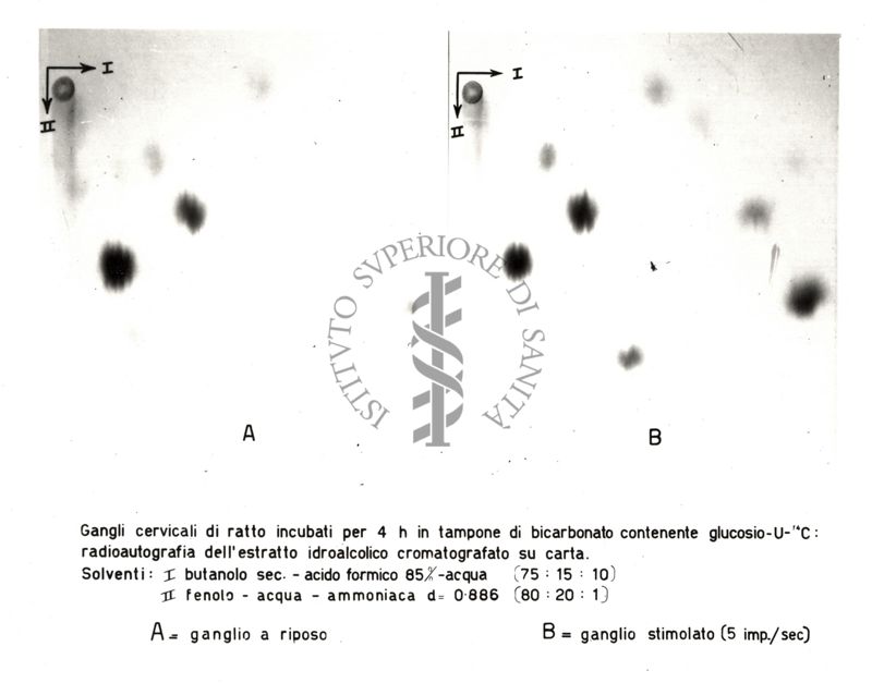 Radiocromatogrammi e mappe bidimensionali di interpretazione