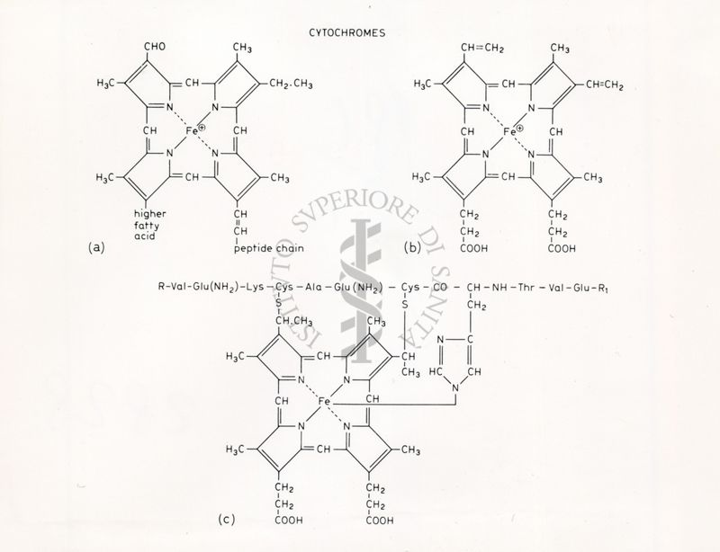 Formule di struttura riguardanti i Citocromi