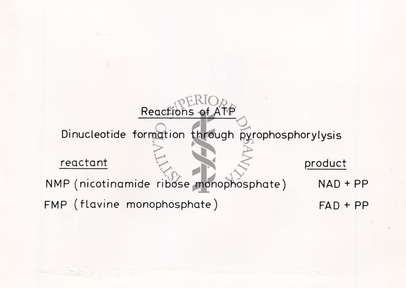 Reazioni di  ATP (Adenosina Trifosfato)