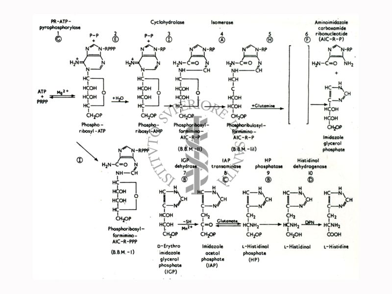 Studi metabolici