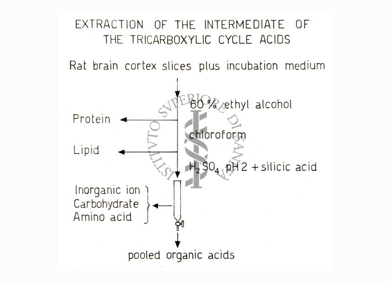 Studi metabolici