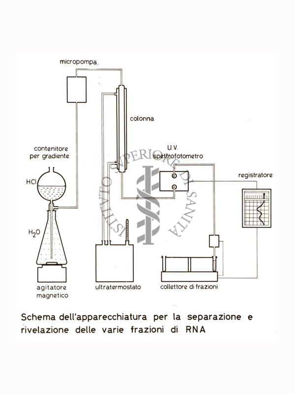 Studi metabolici