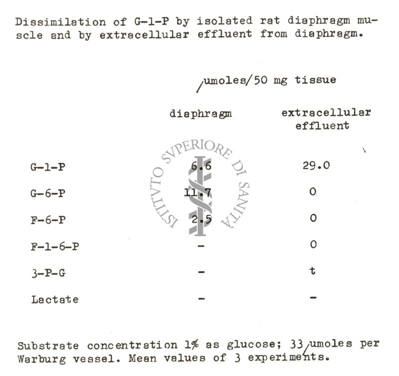 Studi metabolici sul diagramma di ratto isolato