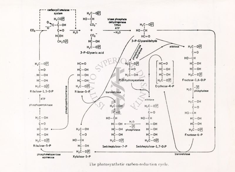 Il ciclo fotosintetico di riduzione del carbonio