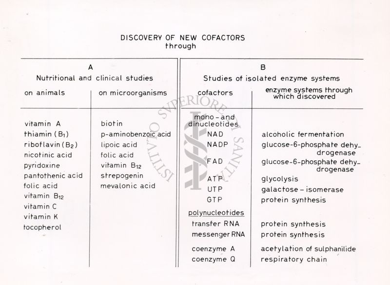 Scoperta di nuovi cofattori attraverso studi nutrizionali e clinici su animali e microorganismi (A) e studi di sistemi enzimatici isolati (B)