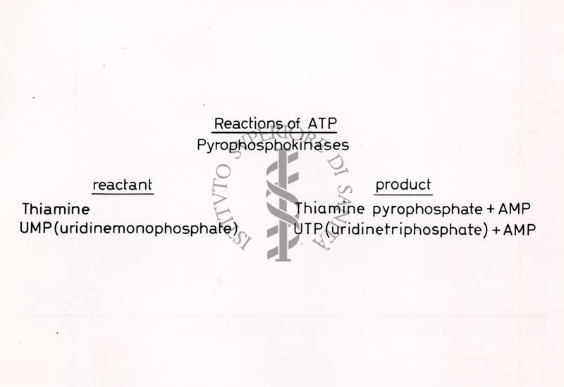 Reazioni di  ATP - Pirofosfochinasi