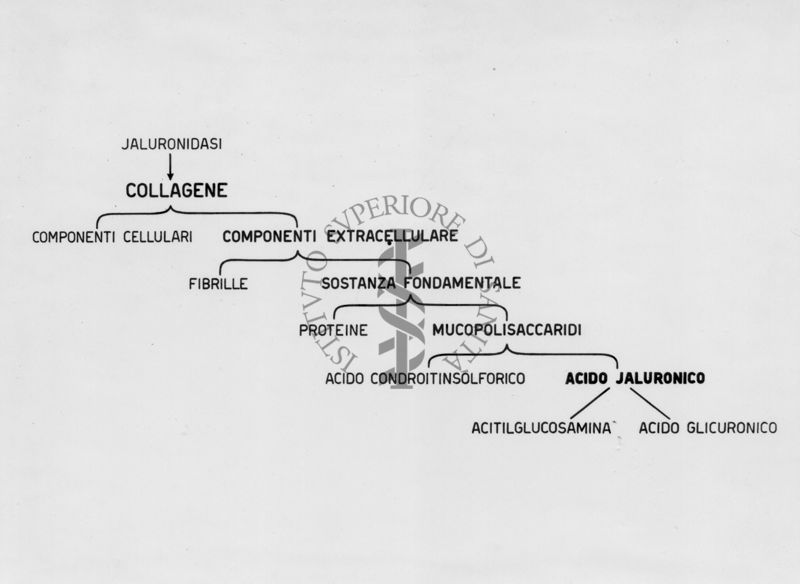 Schema della composizione morfologica e chimica del collagene