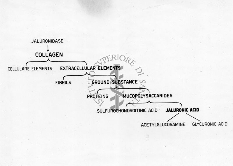 Schema della composizione morfologica e chimica del collagene