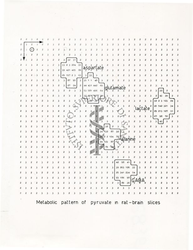 Modello metabolico di piruvato in fettine di cervello di ratto