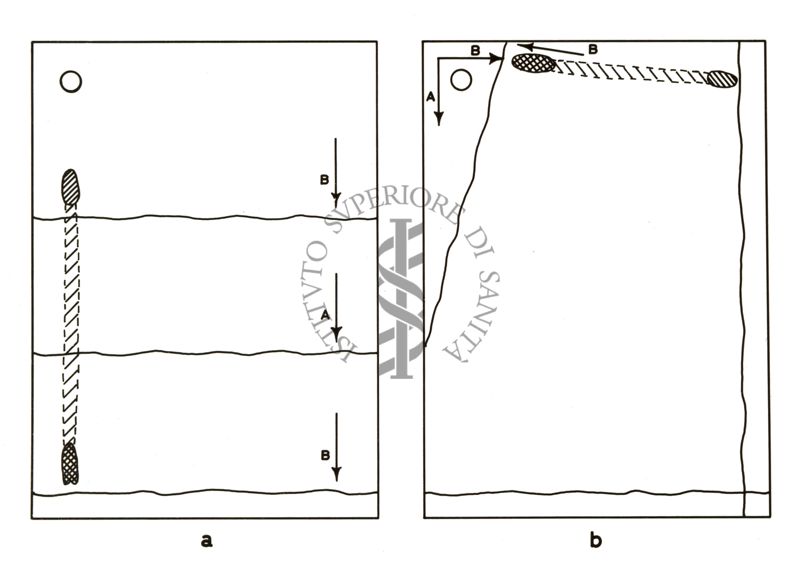 Genetica dei microrganismi