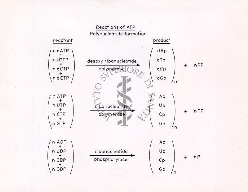 Reazioni di ATP - Formazione di polinucleotidi
