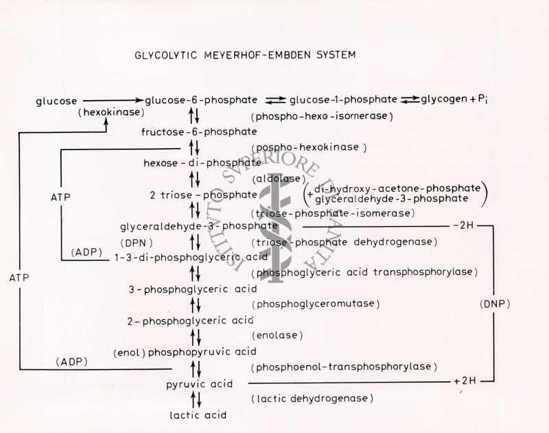 Glicolisi di Meyerhof-Embden
