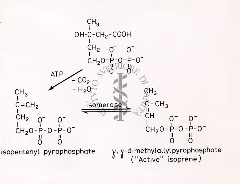 Formule chimiche riguardanti l'isomerasi e l'ATP