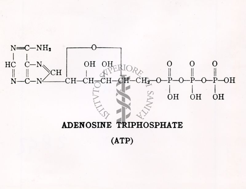 Formula chimica dell'Adenosina trifosfato (ATP)