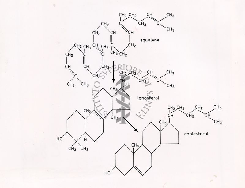 Formule di struttura di Squalene, Lanosterolo e Colesterolo