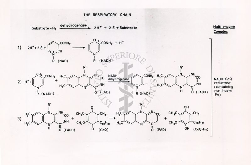 La catena respiratoria