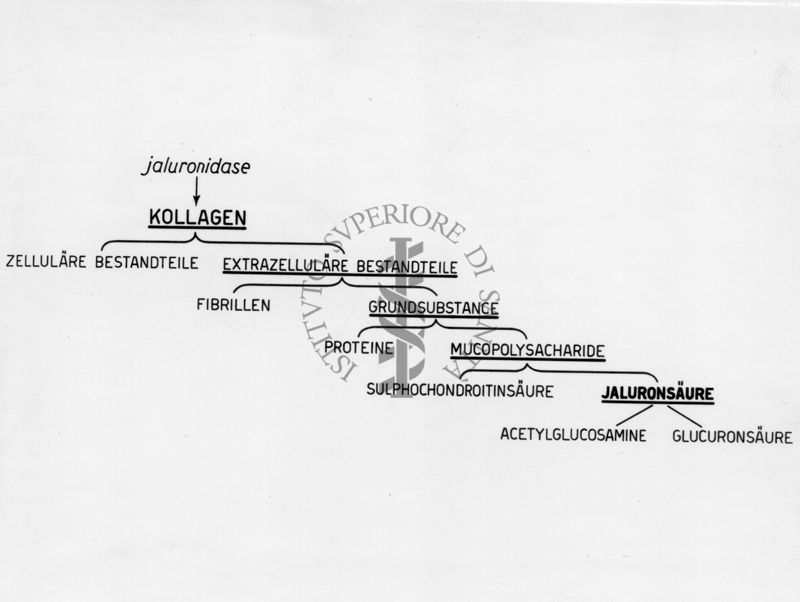 Schema sost. del collagene