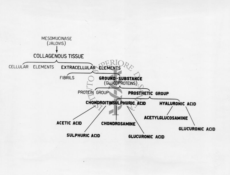 Schema di azione della mesomucinasi sul tessuto connettivo