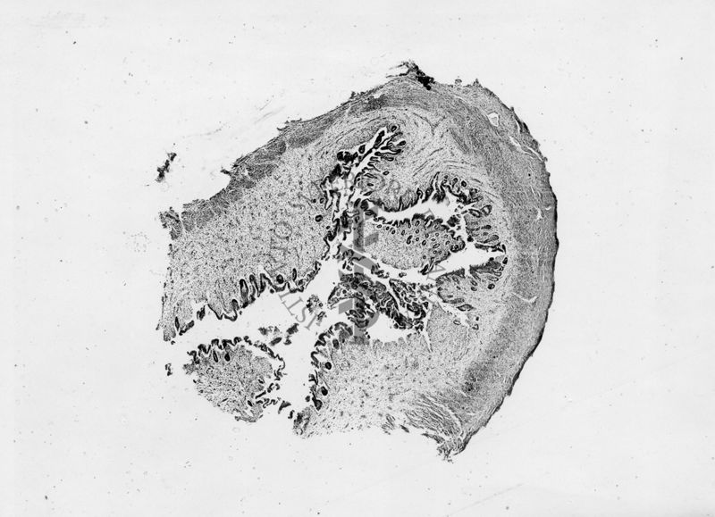 Intestino -  microfotografia fotografia originale 20 ingr.