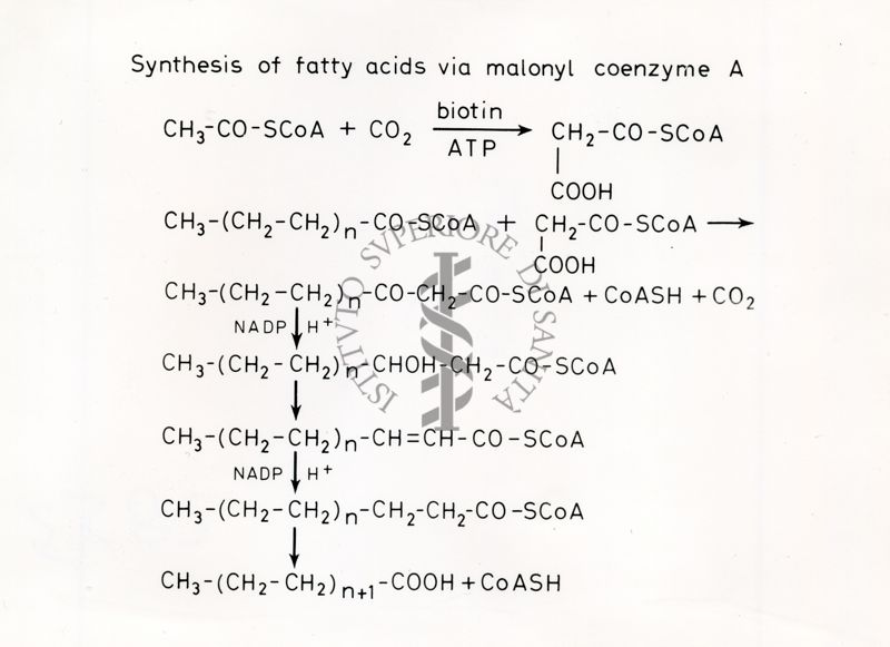 Sintesi degli acidi grassi tramite malonil-coenzima A