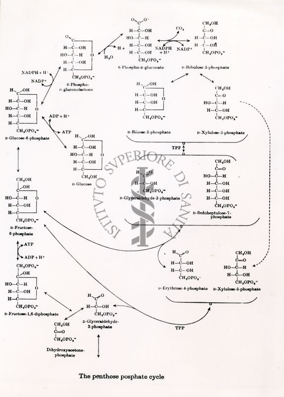 Ciclo del pentoso-fosfato