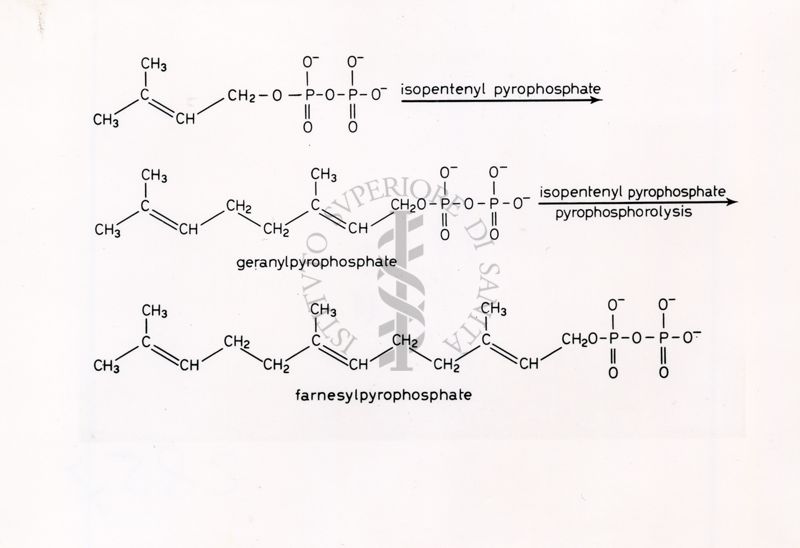 Formule di struttura riguardanti l'isopentenilfitofostato, il geranilpirofostato e il farnesilpirofostato