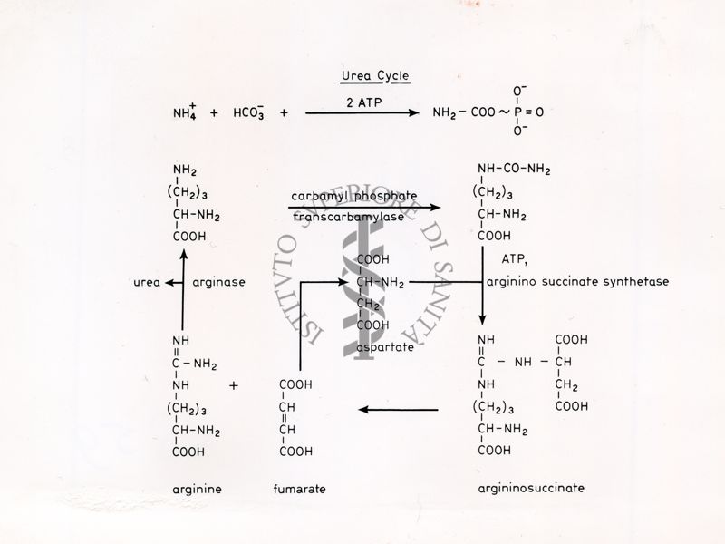 Ciclo dell'Urea