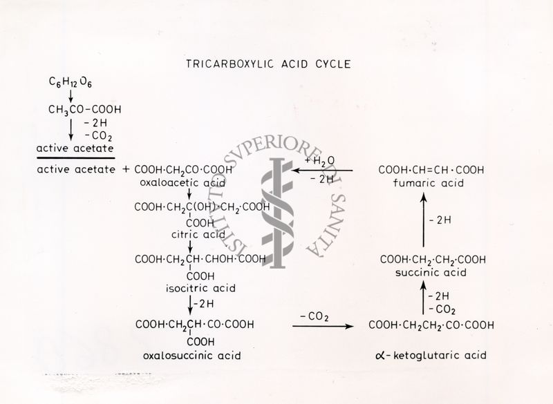 Ciclo degli Acidi Tricarbossilici