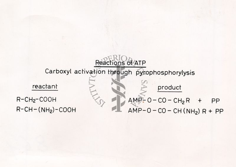 Reazioni di ATP - Attivazione degli Acidi Carbossilici mediante pirofosforilasi