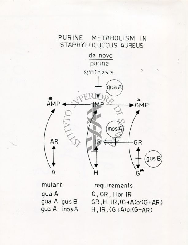 Metabolismo della purina nello stafilococco aureo