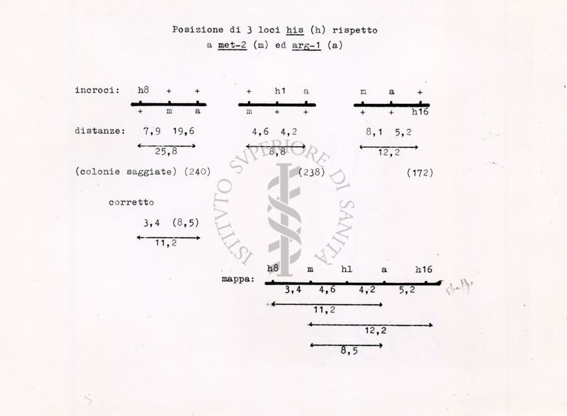 Posizione di 3 loci his (h) rispetto a met-2 (m) ed arg-1 (a)