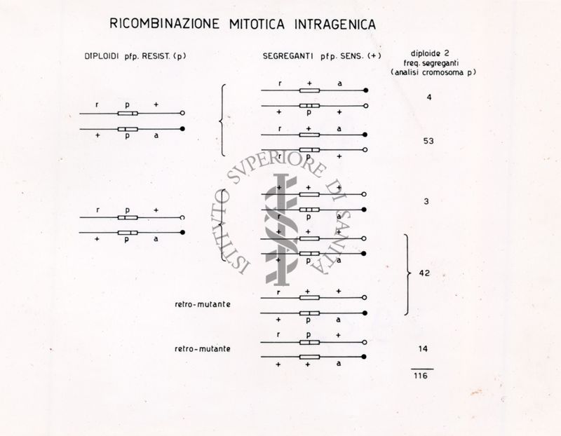 Ricombinazione mitotica intragenica