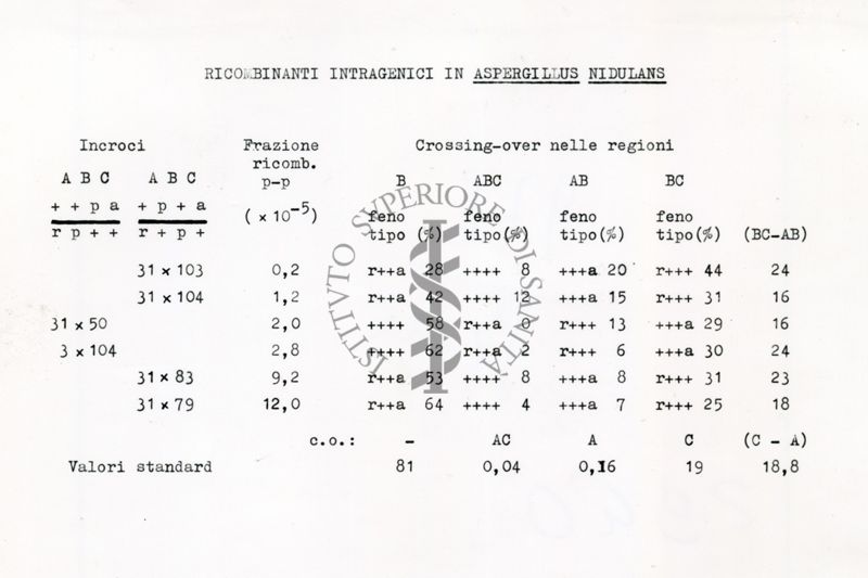 Bioricombinanti intragenici in Aspergillus Nidulans