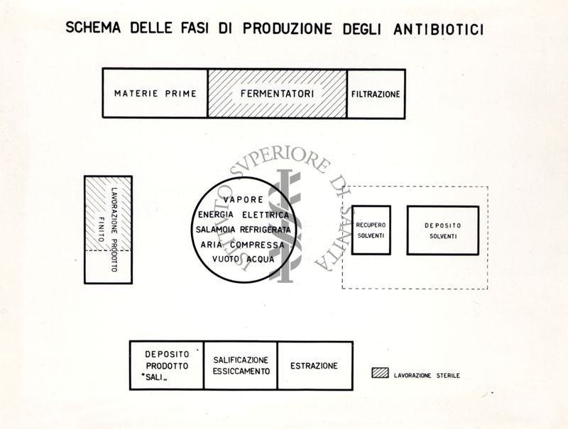 Schema delle fasi di produzione degli antibiotici