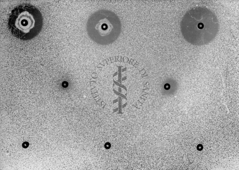 Titolazione microbiologica su piastra degli estrogeni sintetici