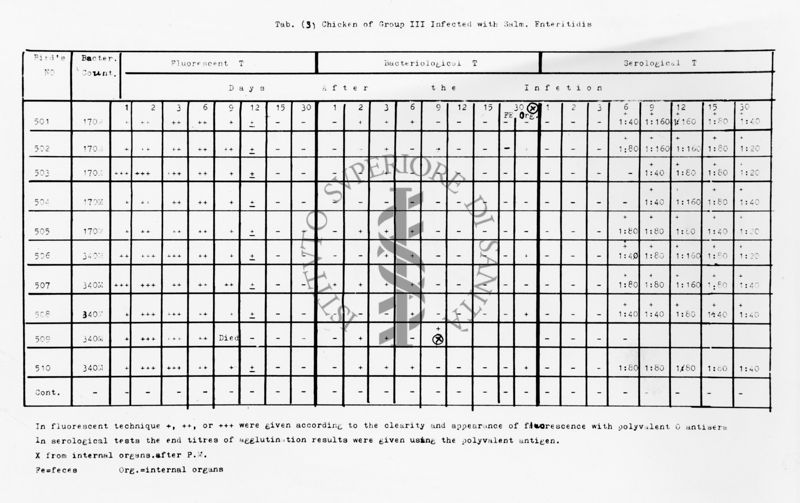 nella foto tabella con dati Chicken of group III infected with Salm. Enteritidis