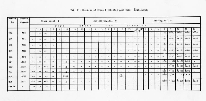 nella foto tabella con dati Chicken of group I infected with Salm. Typhimurum