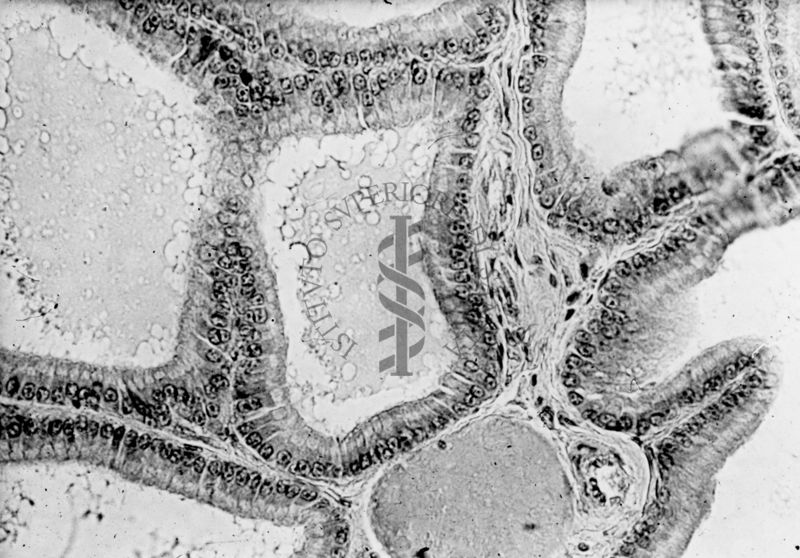 nella foto tabella immagine da microscopio