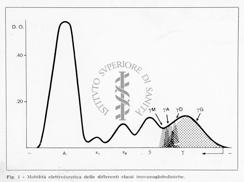 nella foto grafico sulla Mobilità elettroforetica delle differenti classi immunoglobuliniche