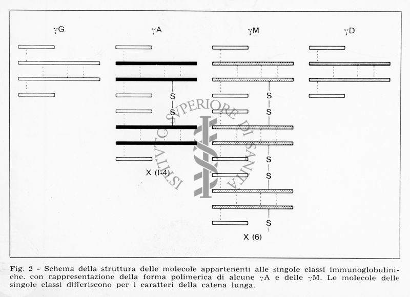 nella foto schema della struttura delle molecole appartenenti alle singole classi immunoglobuliniche con rappresentazione della forma polimerica di alcune "A e delle M". Le molecole delle singole classi differiscono per caratteri della catena lunga.