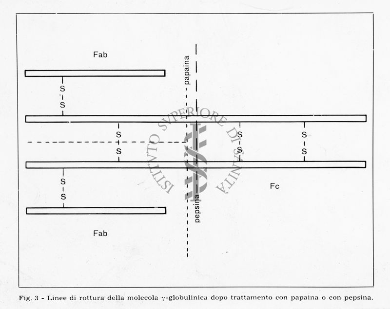 nella foto schema Linee di rottura della molecole y-globulinica dopo trattamento con papaina o con pepsina.