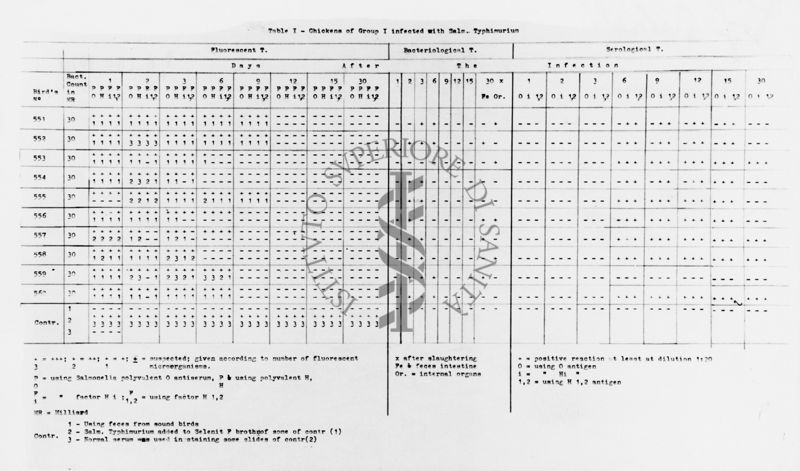 Tabella I gruppo di polli infettati con Salmonella Typhimurium