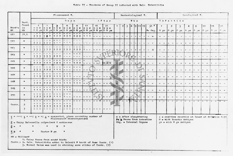 Tabella II gruppo di polli infettati con Salmonella Enteritidis