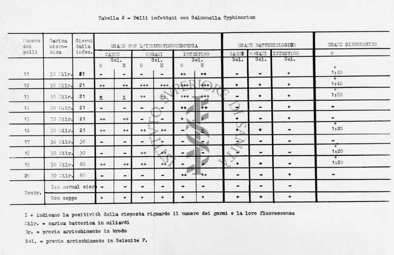 Tabella 2 polli infettati con Salmonella typhimurium