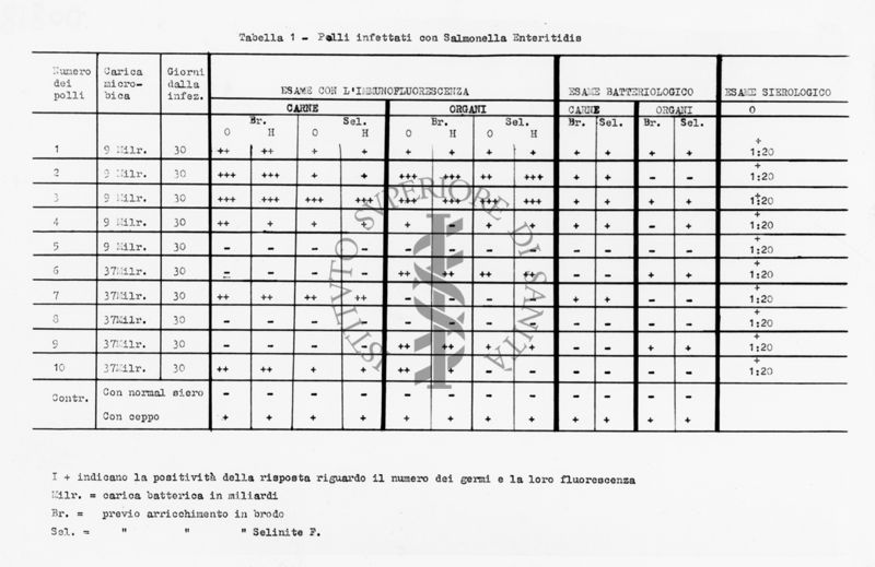 Polli infettati con Salmonella  Enteritidis